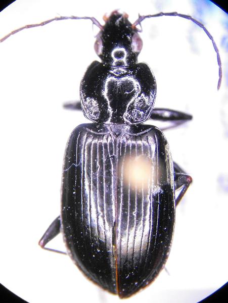 Photo of Agonum brevicolle by Tim Loh